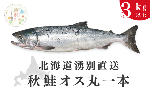 [国内消費拡大求む]≪先行予約2025年9月中旬から配送≫北海道湧別港直送 秋鮭オス3kg以上(丸1本)納期指定不可