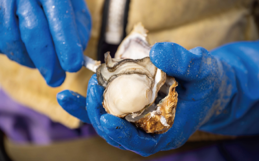 北海道湧別町のふるさと納税 <先行予約2025年11月中旬から発送>牡蠣職人が厳選した殻付きカキ 1.5kg(生食可)　牡蠣　かき　カキ　海鮮　魚介　国産　殻付き　冷蔵　焼き牡蠣　蒸し牡蠣　産地直送　生牡蠣　生食　サロマ湖　オホーツク　北海道　湧別町