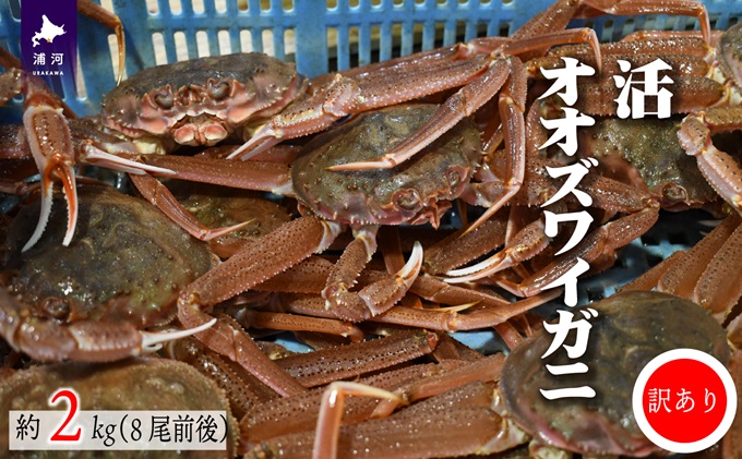 北海道浦河町のふるさと納税 訳あり 活オオズワイガニ約2kg(8尾前後入)[02-1301]