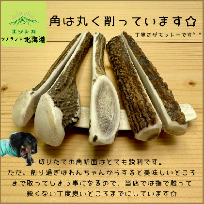 エゾ鹿の角先 Sサイズ×4本セット(1本物)[54-1363] / 北海道浦河町