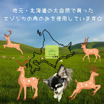北海道産 天然 エゾシカ 角 鹿の角 4本（北海道産 天然 エゾシカ