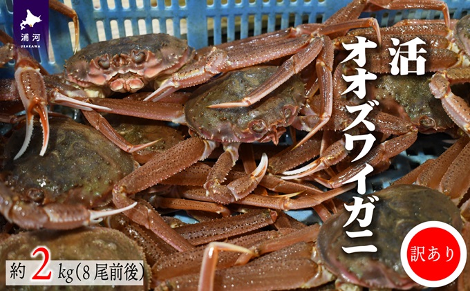 北海道浦河町のふるさと納税 ◆期間・数量限定◆訳あり 活オオズワイガニ約2kg(8尾前後入)[02-1301]