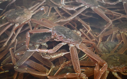 北海道浦河町のふるさと納税 ◆期間・数量限定◆訳あり ゆでオオズワイガニ約1kg(約4尾入)[02-1410]