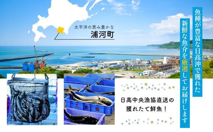 【6月中旬頃より順次発送】漁協厳選!鮮魚お楽しみBOX※不在日・日付指定対応不可※[02-830]|日高中央漁業協同組合