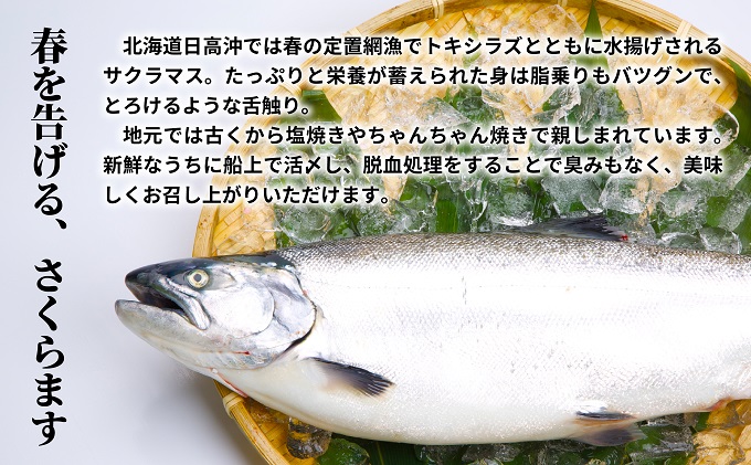 北海道浦河町のふるさと納税 北海道日高産 天然「サクラマス」切身 定期便(全4回)[15-1343]