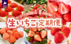【来年1月より発送!】全6品種が届く!生い