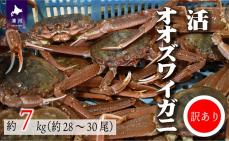 訳あり 活オオズワイガニ約7kg(約28～30尾入)[02-1411]