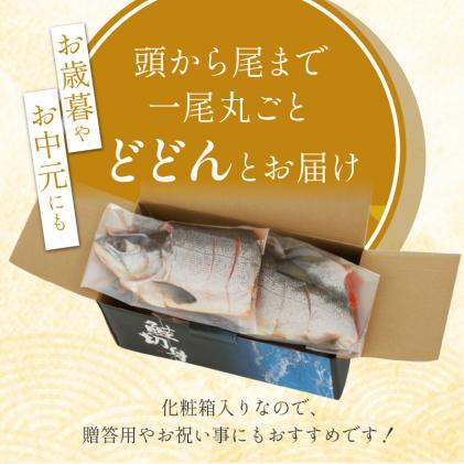 北海道白糠町のふるさと納税 紅鮭 新巻姿切身【4分割 1.4kg】魚 鮭 さけ サケ 切り身 焼鮭 焼き魚 人気 ふるさと 海鮮 海鮮食品 魚介類 魚介 北海道 白糠町