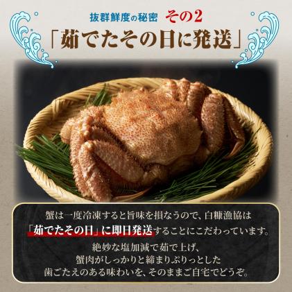北海道白糠町のふるさと納税 しらぬか産 茹でたて大サイズ毛がに【650g以上】