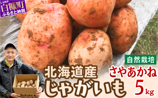 青森県六ヶ所村産トマト 1.6kg / 青森県六ヶ所村 | セゾンのふるさと納税