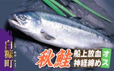 秋鮭 船上放血神経締め(オス)【3.0kg以上4.9kg以下】