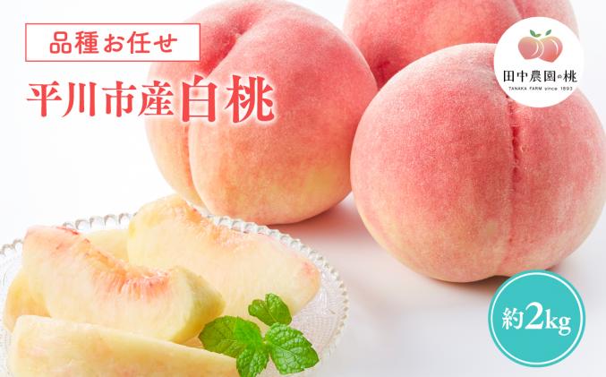 2026年産 先行予約[品種お任せ 8月〜9月発送予定]平川市産白桃 約2kg