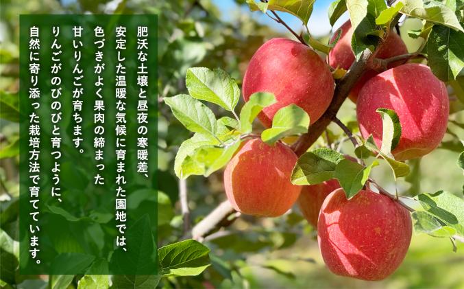 青森県平川市のふるさと納税 【令和7年産受付】家庭用 樹上完熟ぐんま名月約2㎏【青森県平川市産・青森りんご】