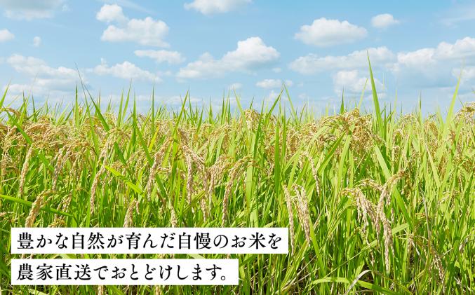 青森県平川市のふるさと納税 セゾン目玉品!!【11月発送】まっしぐら10kg(精米)【株式会社 對馬精米所】