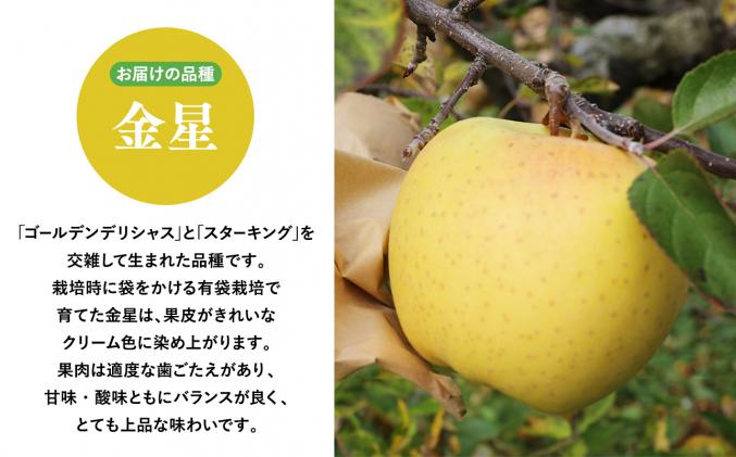 12月～2月発送 贈答用金星(有袋)3kg 【そと川りんご園・11月・12月・1