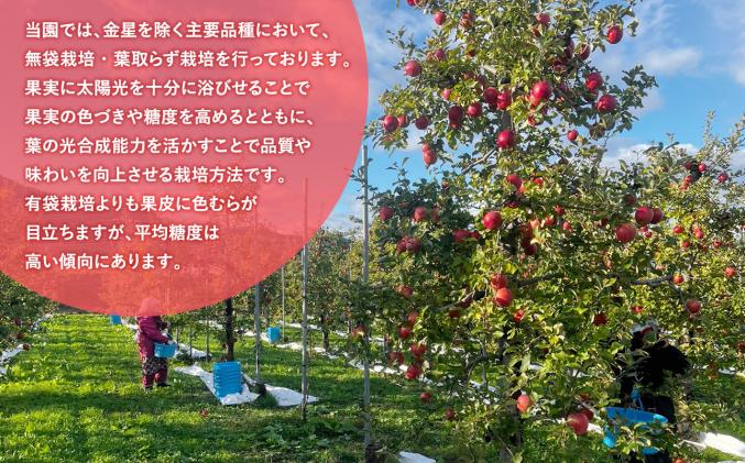 12月～2月発送 贈答用金星(有袋)3kg 【そと川りんご園・11月・12月・1