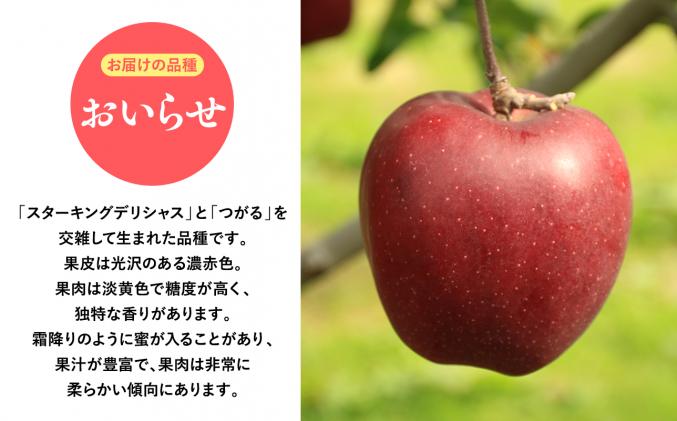 2025年産10月・11月発送 贈答用おいらせ5kg 【そと川りんご園・10月