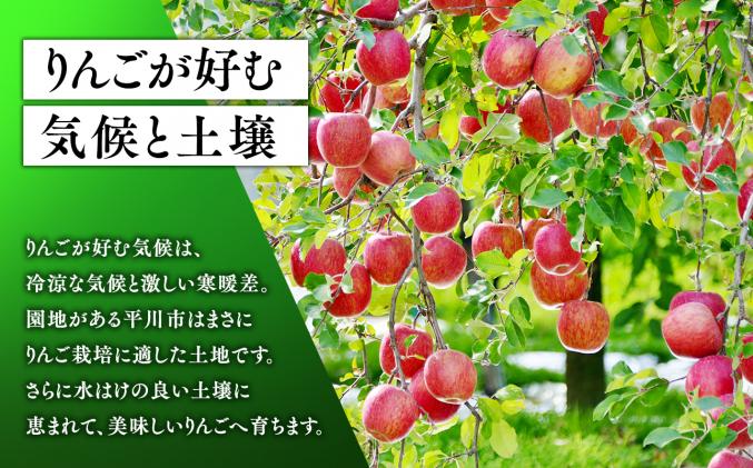 青森県平川市のふるさと納税 11月発送 【特選】サンふじ5㎏【りんご・青森・平川・特選・宮川商店・11月】