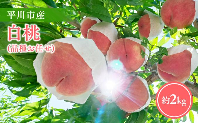 [2026年産 先行予約]目玉品!!平川市産白桃 品種お任せ(あかつき/まどか/伊達白桃) 約2kg(6-8玉)[今井農園][hi-0064-003]