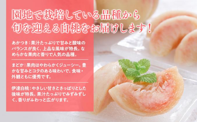 青森県平川市のふるさと納税 【2026年産 先行予約】目玉品!!平川市産白桃 品種お任せ(あかつき/まどか/伊達白桃) 約2kg(6-8玉)【今井農園】[hi-0064-003]