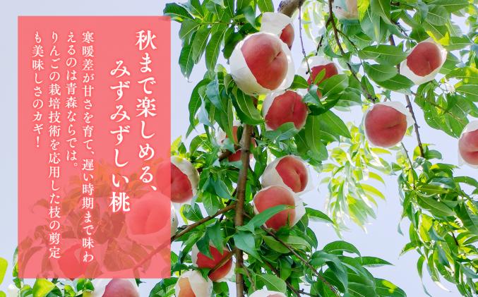 青森県平川市のふるさと納税 【2026年産 先行予約】目玉品!!平川市産白桃 品種お任せ(あかつき/まどか/伊達白桃) 約2kg(6-8玉)【今井農園】[hi-0064-003]