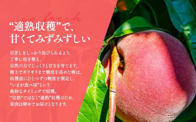 青森県平川市のふるさと納税 【2026年産 先行予約】目玉品!!平川市産白桃 品種お任せ(あかつき/まどか/伊達白桃) 約2kg(6-8玉)【今井農園】[hi-0064-003]