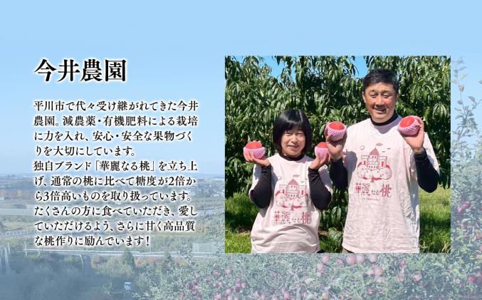 青森県平川市のふるさと納税 【2026年産 先行予約】目玉品!!平川市産白桃 品種お任せ(あかつき/まどか/伊達白桃) 約2kg(6-8玉)【今井農園】[hi-0064-003]