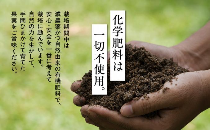 青森県平川市のふるさと納税 【2026年産 先行予約】目玉品!!平川市産白桃 品種お任せ(あかつき/まどか/伊達白桃) 約2kg(6-8玉)【今井農園】[hi-0064-003]
