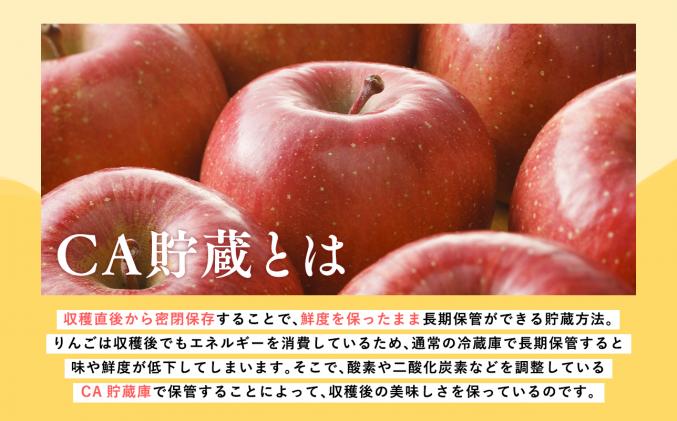 青森県平川市のふるさと納税 4月 訳ありCA貯蔵 サンふじ 約10kg