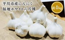 【8月～1月発送】福地ホワイト六片種 約1