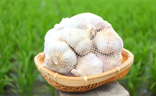 山形県新庄市のふるさと納税 《2025年発送》 最上伝承野菜【最上赤生にんにく】 500g(玉・M、L、2Lサイズ混合) 生にんにく ニンニク 薬味 ガーリック 野菜 F3S-2327