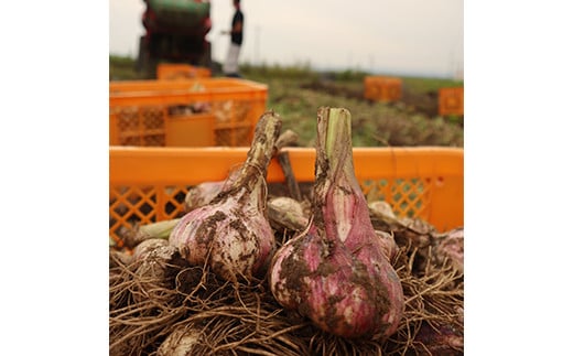 山形県新庄市のふるさと納税 《2025年発送》 最上伝承野菜【最上赤生にんにく】 500g(玉・M、L、2Lサイズ混合) 生にんにく ニンニク 薬味 ガーリック 野菜 F3S-2327