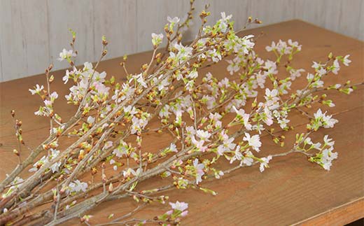 山形県新庄市のふるさと納税 【一足早い春を、雪国新庄から】山形県新庄市産 啓翁桜 切り花(10本程度) F3S-2690