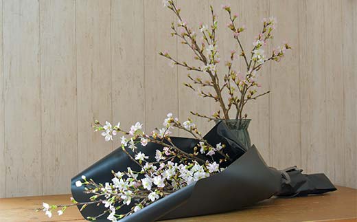 山形県新庄市のふるさと納税 【一足早い春を、雪国新庄から】山形県新庄市産 啓翁桜 切り花(10本程度) F3S-2690