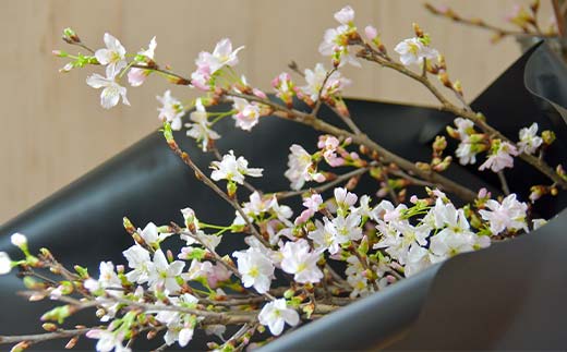 山形県新庄市のふるさと納税 【一足早い春を、雪国新庄から】山形県新庄市産 啓翁桜 切り花(10本程度) F3S-2690