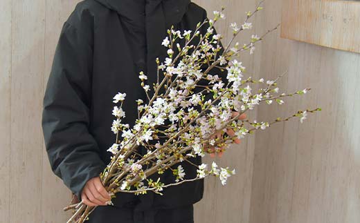 山形県新庄市のふるさと納税 【一足早い春を、雪国新庄から】山形県新庄市産 啓翁桜 切り花(10本程度) F3S-2690