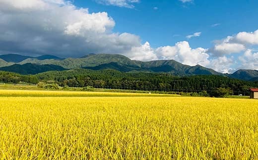 山形県新庄市のふるさと納税 定期便 全3回 極みのササニシキ(精米)3kg 米 お米 おこめ ふるさと納税 山形県 新庄市 F3S-2387
