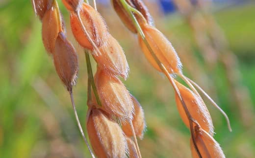 山形県新庄市のふるさと納税 定期便 全6回 極みのはえぬき(精米)3kg 米 お米 おこめ ふるさと納税 山形県 新庄市 F3S-2391