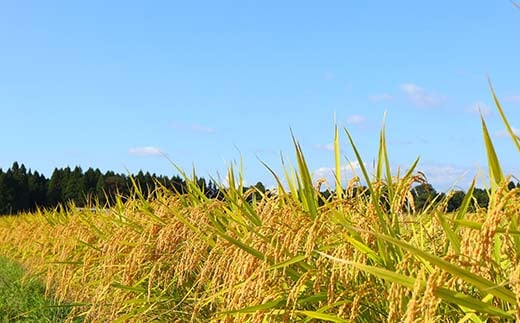 山形県新庄市のふるさと納税 定期便 全6回 極みのはえぬき(精米)3kg 米 お米 おこめ ふるさと納税 山形県 新庄市 F3S-2391