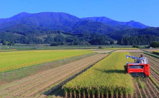 山形県新庄市のふるさと納税 定期便 全6回 極みのはえぬき(精米)3kg 米 お米 おこめ ふるさと納税 山形県 新庄市 F3S-2391