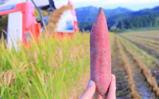 山形県新庄市のふるさと納税 自然栽培 栗かぐや 2kg さつまいも サツマイモ 芋 山形県 新庄市 F3S-2208