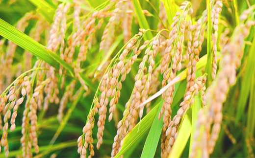 山形県新庄市のふるさと納税 《先行予約》山形県産米 5kg 食べ比べ定期便(全5回) 精米 米 お米 おこめ 山形県 新庄市 F3S-1731