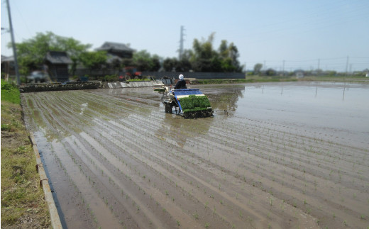 埼玉県幸手市のふるさと納税 【令和6年産米】食味Aランク継続中の銘柄 彩のきずな 精米10kg【定期便3ヶ月】全3回お届け