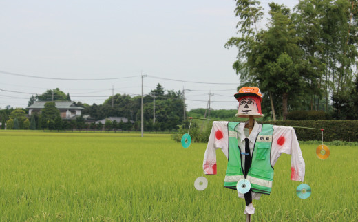 埼玉県幸手市のふるさと納税 【令和6年産米】食味Aランク継続中の銘柄 彩のきずな 精米10kg【定期便3ヶ月】全3回お届け