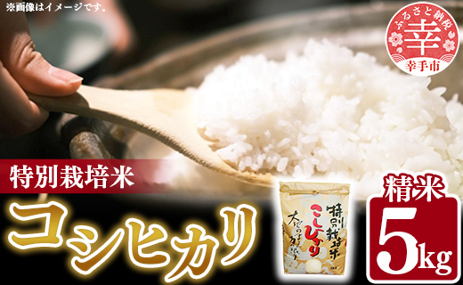 埼玉県幸手市のふるさと納税 令和6年度産【特別栽培米】コシヒカリ 5㎏ - こしひかり 5kg 令和6年産 精米 埼玉県 幸手市 幸手市産