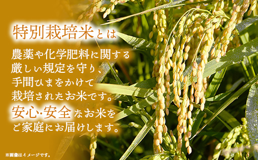 埼玉県幸手市のふるさと納税 令和6年度産【特別栽培米】コシヒカリ 5㎏ - こしひかり 5kg 令和6年産 精米 埼玉県 幸手市 幸手市産