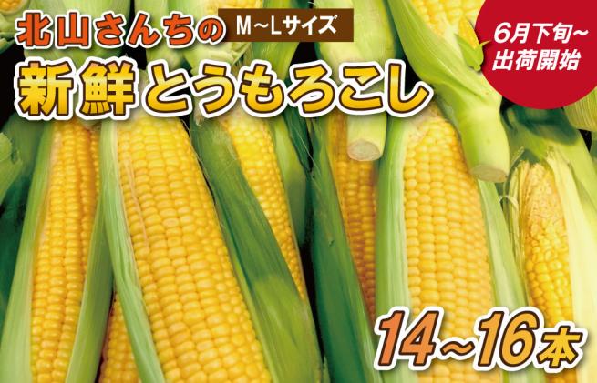 とうもろこし 北海道 朝採り トウモロコシ ホワイト 10本 サイズ混合