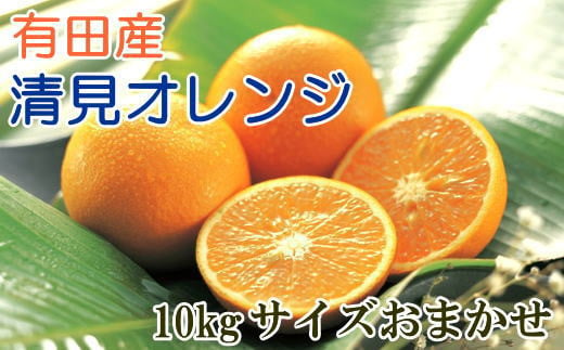 [厳選]有田産清見オレンジ約10kg(サイズおまかせ・秀品)