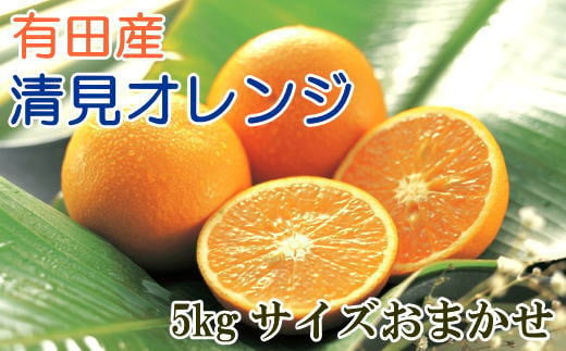 [手選別]有田産清見オレンジ約5kg(サイズおまかせ・秀品)