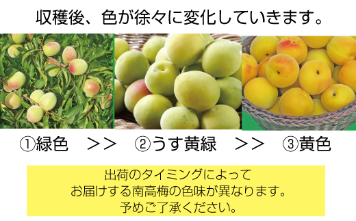 梅干し・梅酒用】熟南高梅(生梅)3Lサイズ約2kg<6月中旬から順次発送